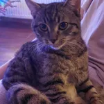 Zaginął kot, Ostrowiec Świętokrzyski, 3 kwietnia 2025