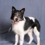 JOGIN/W PROCESIE ADOPCYJNYM/