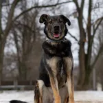 Ami - wychowany, domowy, przyjazny pies! 