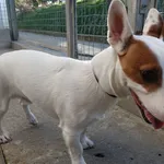 PIES Z INTERWENCJI 03.04.2025