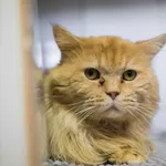 Kot do adopcji, Sosnowiec, 27 marca 2025