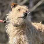 Pies do adopcji, Pieczyska, 4 kwietnia 2025