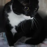 KOTKA ZNALEZIONA 03.04.2025