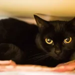 Kot do adopcji, Sosnowiec, 30 marca 2025