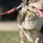 Pies do adopcji, Pieczyska, 4 kwietnia 2025