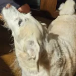 Zaginął pies, Łódź, 4 kwietnia 2025