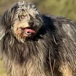 Pies do adopcji, Pieczyska, 4 kwietnia 2025