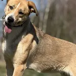 Imię: Renia Chip: 616093903060752 Płeć : Samica Wiek: styczeń 2022 Wielkość: duży Dzieci: w wieku szkolnym Kastracja/sterylizacja: tak Inne Psy: akceptuje inne psy Charakter: Renia to sympatyczna deli