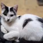 Zaginął kot, Łódź, 4 kwietnia 2025