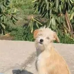 Zaginął pies, Łódź, 3 kwietnia 2025