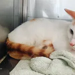 Znaleziono kota, Racławice, 22 kwietnia 2025