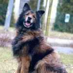 Pies do adopcji, Konin, 6 lutego 2025