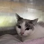 4636/28/25 Brzanka  - data przyjęcia - 03.04.2025