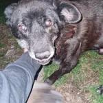 Znaleziono psa, Racławice, 2 kwietnia 2025