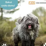 Pies do adopcji, Dąbrówka, 4 kwietnia 2025