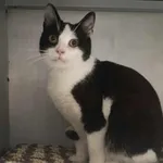 Kocurek poz. 25/139/K