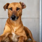 Pies do adopcji, Racławice, 3 kwietnia 2025