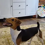 Zaginął pies, Łódź, 4 kwietnia 2025