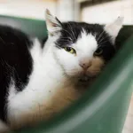 Kot do adopcji, Sosnowiec, 8 lutego 2025