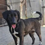 Pies do adopcji, Zgierz, 4 kwietnia 2025