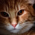 Kot do adopcji, Piła, 12 sierpnia 2024