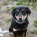 Pies do adopcji, Korabiewice, 3 kwietnia 2025