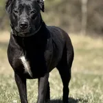 Imię: Amber Chip: 616093902542155 Płeć : Samica Wiek: styczeń 2024 Wielkość: średnia Dzieci: w wieku szkolnym Kastracja/sterylizacja: tak Inne Psy: akceptuje inne psy Charakter: Amber to silna aktywna