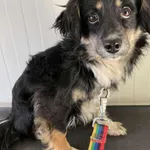 Pies do adopcji, Konin, 6 marca 2025