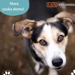 Pies do adopcji, Dąbrówka, 4 kwietnia 2025