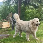 Zaginął pies, Szczyrk, 4 kwietnia 2025