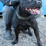 Znaleziono psa, Łódź, 3 kwietnia 2025