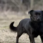 Pies do adopcji, Pieczyska, 3 kwietnia 2025