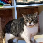 Kot do adopcji, Korabiewice, 3 kwietnia 2025