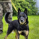 Znaleziono psa, Lublin, 3 kwietnia 2025