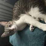 Zaginął kot, Łódź, 4 kwietnia 2025