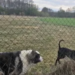 Znaleziono psa, Łódź, 5 kwietnia 2025