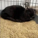 Znaleziono kota, Grudziądz, 5 kwietnia 2025