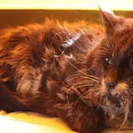 Znaleziono kota, Łódź, 5 kwietnia 2025