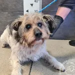 Znaleziono psa, Chełmek, 4 kwietnia 2025