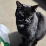 Kot do adopcji, Jelenia Góra, 22 listopada 2023