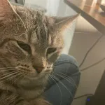 Zaginął kot, Łódź, 4 kwietnia 2025