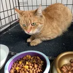 Znaleziono kota, Grudziądz, 5 kwietnia 2025