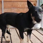 Znaleziono psa, Łódź, 4 kwietnia 2025