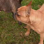 Zaginął pies, Głogowo, 5 kwietnia 2025