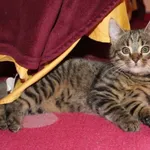 Zaginął kot, Łódź, 5 kwietnia 2025