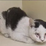 Znaleziono kota, Grudziądz, 5 kwietnia 2025