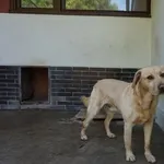 Pies do adopcji, Kraków, 20 lutego 2025