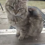 Zaginął kot, Jerzmanowice, 6 kwietnia 2025