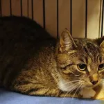 Znaleziono kota, Łódź, 5 kwietnia 2025