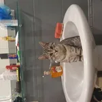 Zaginął kot, Łódź, 6 kwietnia 2025